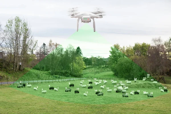 Drone counts sheep. — Stock Photo, Image