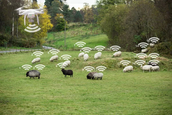 Drone räknar fåren. — Stockfoto