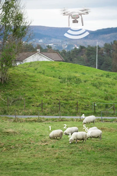 Drone se počítá ovce. — Stock fotografie