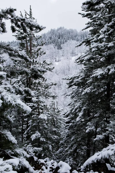 Ramos de pinheiro com neve — Fotografia de Stock