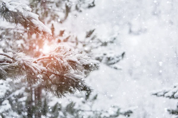 Kiefernzweige mit Schnee — Stockfoto