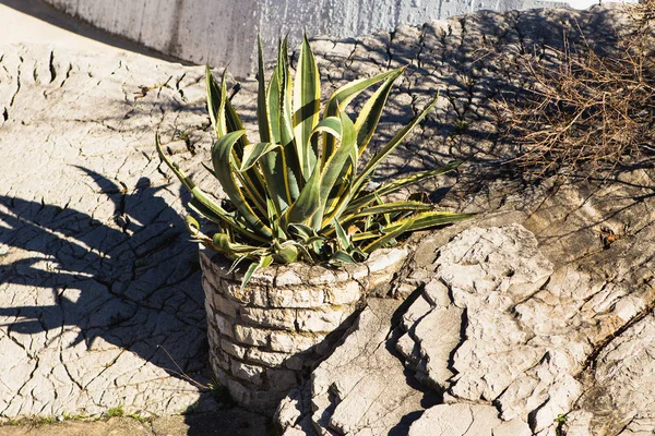 Succulent roślina w kamiennym garnku. — Zdjęcie stockowe