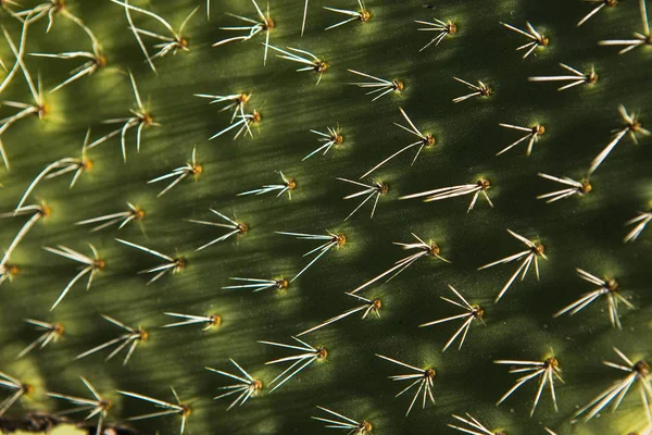 Cactus close up. — Stock Photo, Image