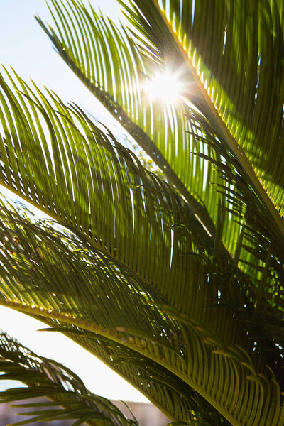 Palm leaves close-up, sunny day. — Stock Photo, Image