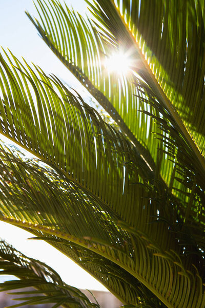 Palm leaves close-up, sunny day. Royalty Free Stock Photos