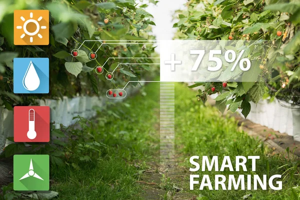 Internet delle cose nella tecnologia agricola e concetto di agricoltura intelligente . — Foto Stock