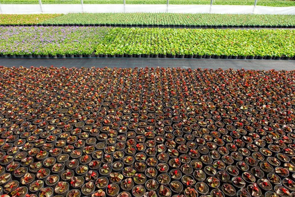Moderne Gewächshäuser für den Blumenanbau. — Stockfoto