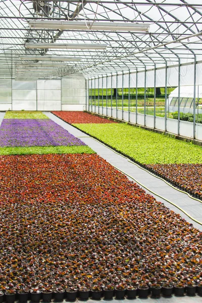 Invernaderos modernos para el cultivo de flores . —  Fotos de Stock