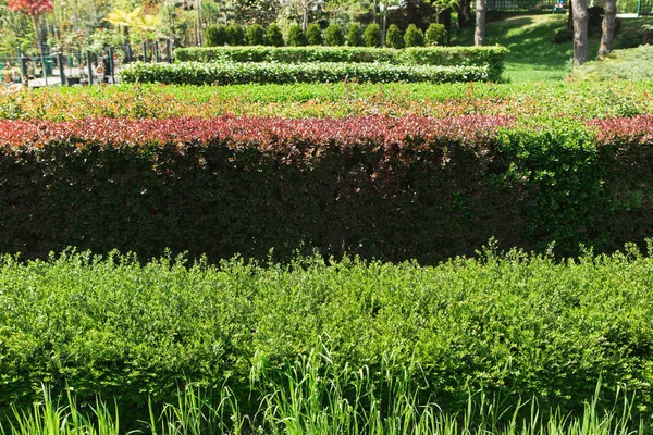 Blumen und Pflanzen für die Gartenarbeit einkaufen — Stockfoto