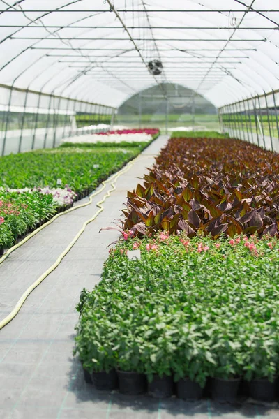 Moderne Gewächshäuser für den Blumenanbau. — Stockfoto