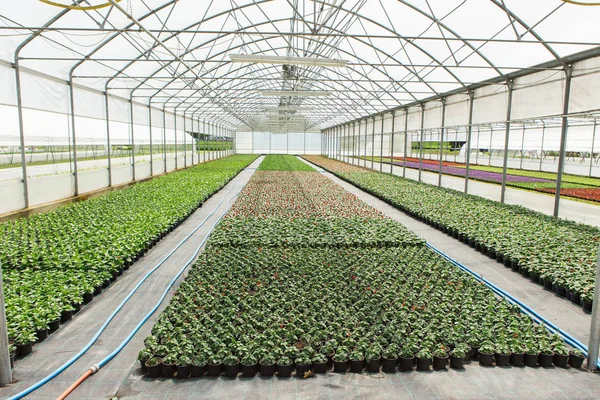 Invernaderos modernos para el cultivo de flores . — Foto de Stock