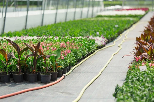 Estufas modernas para o cultivo de flores . — Fotografia de Stock