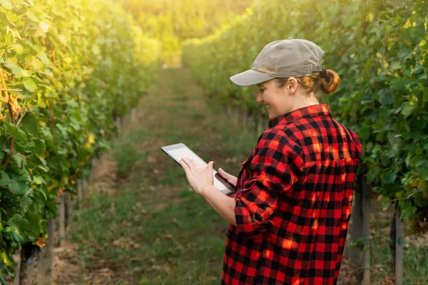 女性農家がブドウ園を調べ タブレットからクラウドにデータを送信します スマート農業とデジタル農業 — ストック写真