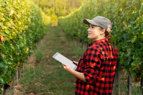 Uma Agricultora Examina Vinha Envia Dados Para Nuvem Partir Tablet — Fotografia de Stock