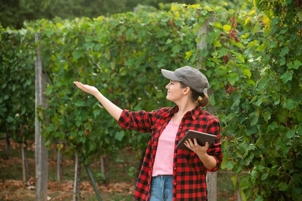 Eine Bäuerin Untersucht Den Weinberg Und Sendet Daten Vom Tablet — Stockfoto