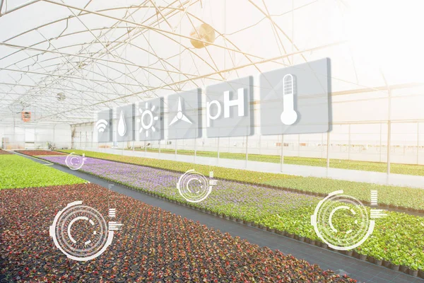 Inteligentní Skleníky Pro Pěstování Květin Květinářství Digitální Transformace Zemědělství — Stock fotografie