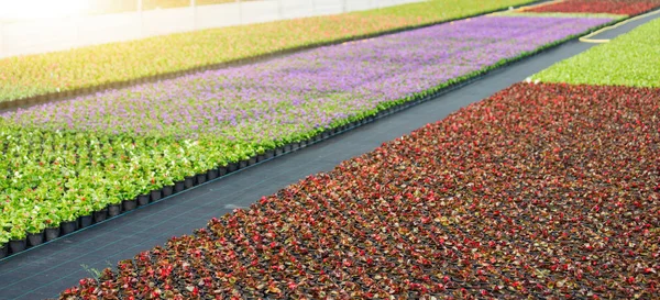 Gewächshäuser Für Den Blumenanbau Florakultur — Stockfoto