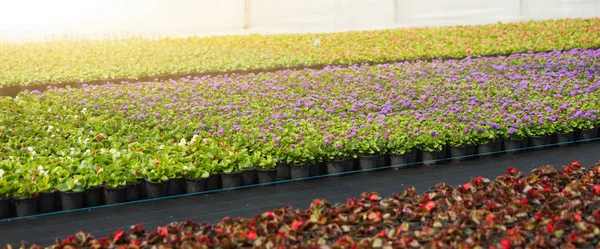 Gewächshäuser Für Den Blumenanbau Florakultur — Stockfoto