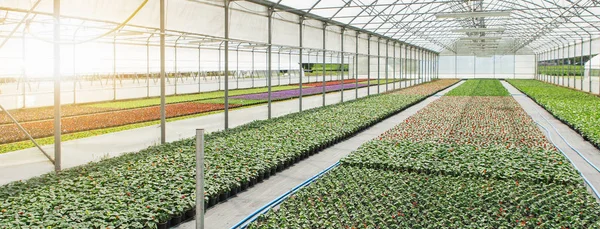 Växthus För Odling Blommor Blomsterindustrin — Stockfoto