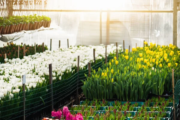 Invernaderos Para Cultivar Flores Industria Floricultura — Foto de Stock