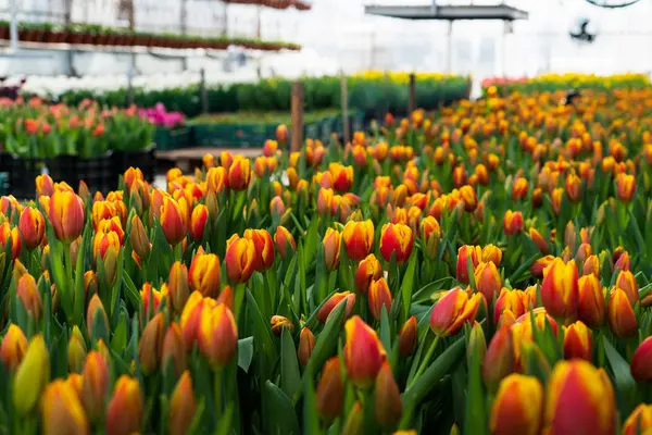 Los Tulipanes Crecen Invernadero —  Fotos de Stock