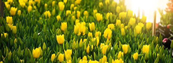 Les Tulipes Poussent Dans Une Serre — Photo