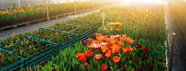 Invernaderos Para Cultivar Flores Industria Floricultura —  Fotos de Stock