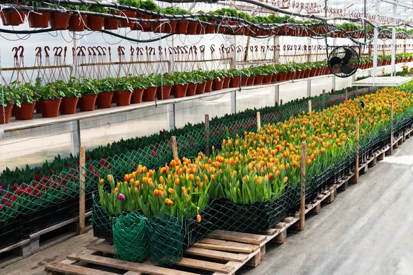 Invernaderos Para Cultivar Flores Industria Floricultura —  Fotos de Stock