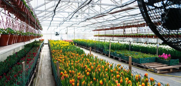 Invernaderos Para Cultivar Flores Industria Floricultura —  Fotos de Stock