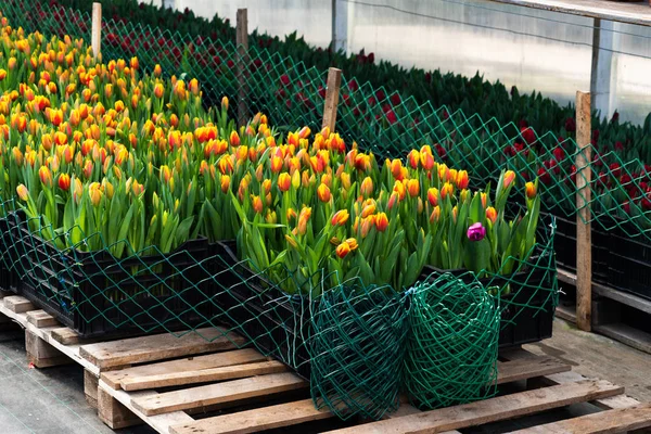 Invernaderos Para Cultivar Flores Industria Floricultura —  Fotos de Stock