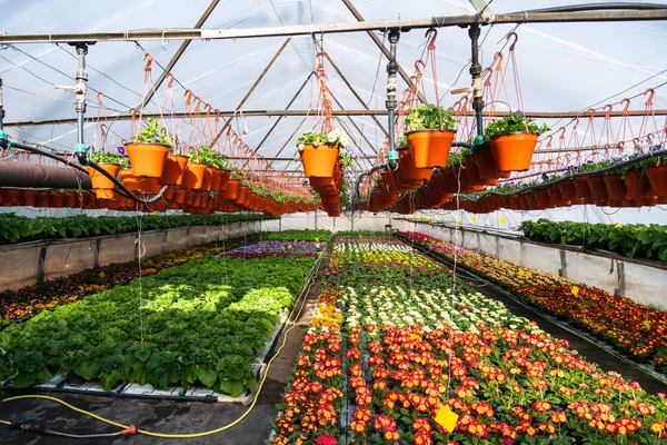 Invernaderos Para Cultivar Flores Industria Floricultura —  Fotos de Stock