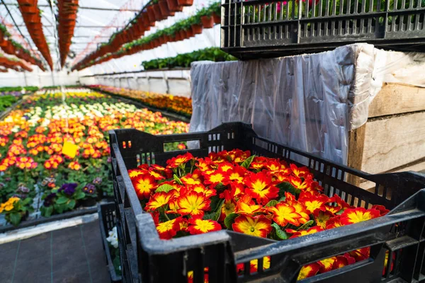 Invernaderos Para Cultivar Flores Industria Floricultura —  Fotos de Stock