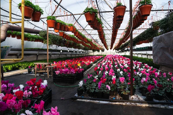 Invernaderos Para Cultivar Flores Industria Floricultura —  Fotos de Stock