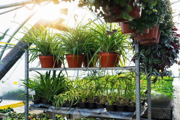 Gewächshäuser Für Den Blumenanbau Florakultur — Stockfoto