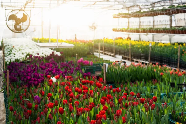 Invernaderos Para Cultivar Flores Industria Floricultura —  Fotos de Stock