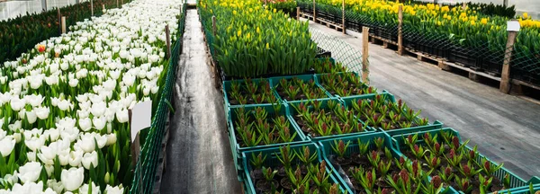 Invernaderos Para Cultivar Flores Industria Floricultura —  Fotos de Stock