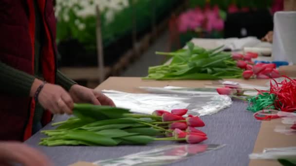 Bloemisten Een Kas Verzamelen Boeketten Van Tulpen Voor Levering — Stockvideo