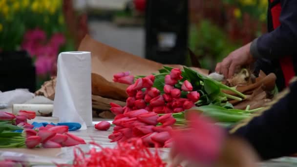 Floristen Einem Gewächshaus Sammeln Sträuße Von Tulpen Für Die Lieferung — Stockvideo