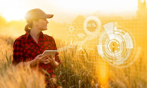女性農家は穀物畑を調べ タブレットからクラウドにデータを送信します スマート農業とデジタル農業 — ストック写真