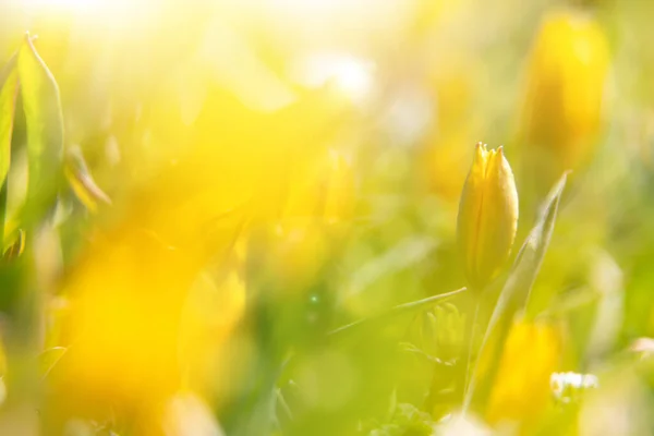 Fondo Giallo Piccoli Tulipani Gialli Tramonto Campo Fiori Gialli Selvatici — Foto Stock