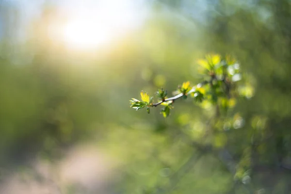 春に木の枝 春の背景 — ストック写真