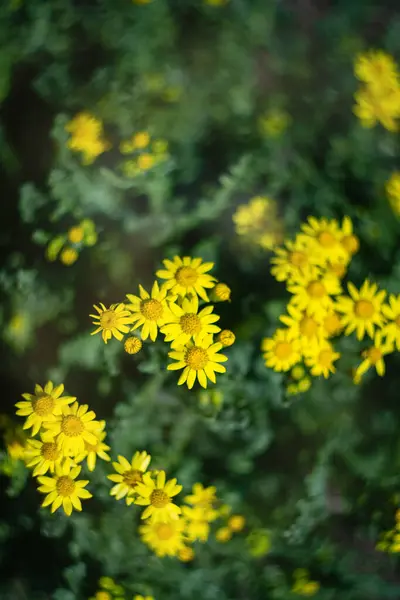 Gelbe Blumen Sommerlicher Hintergrund — Stockfoto