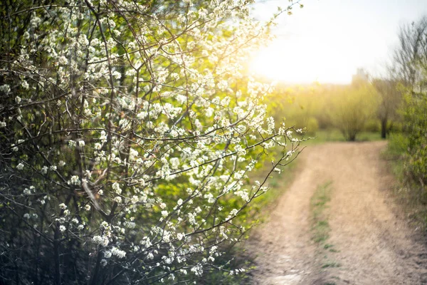 Hintergrund Der Blühenden Zweige Sonnenlicht — Stockfoto
