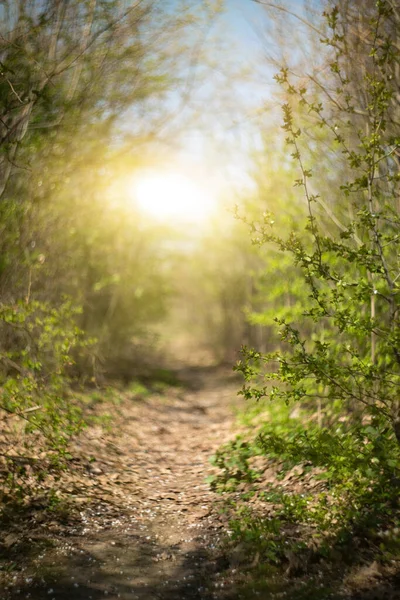 Waldweg Sonnenlicht Quellwald — Stockfoto