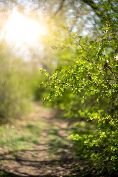 Zweige Frühling Frühlingshintergrund — Stockfoto