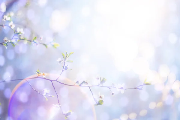 Háttér Virágzó Cseresznyefa Ágak Napfényben — Stock Fotó