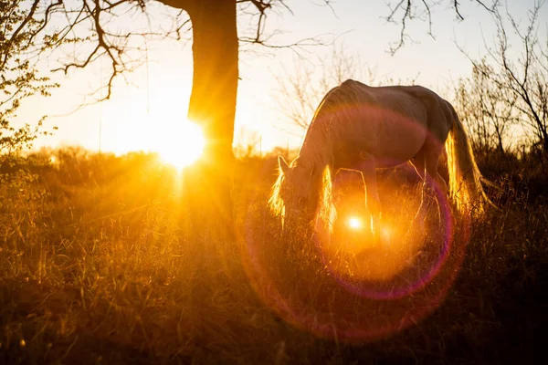 Weißes Pferd Weidet Gras Auf Einem Sonnenuntergang Hintergrund Auf Dem — Stockfoto