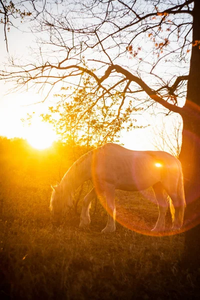 Cheval Blanc Broute Herbe Sur Fond Coucher Soleil Dans Champ — Photo