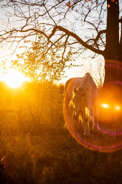 Vit Häst Betar Gräs Solnedgång Bakgrund Fältet — Stockfoto