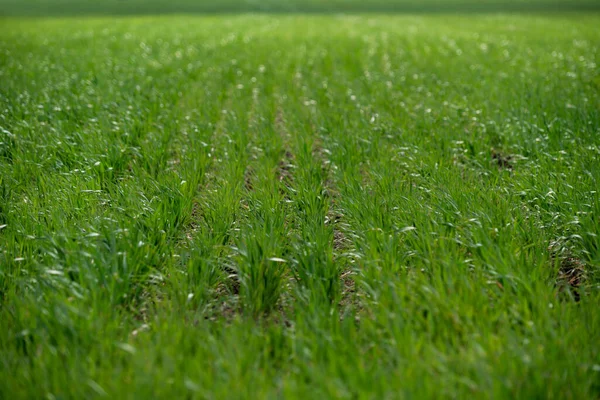 Campo Agrícola Con Trigo Verde Joven —  Fotos de Stock